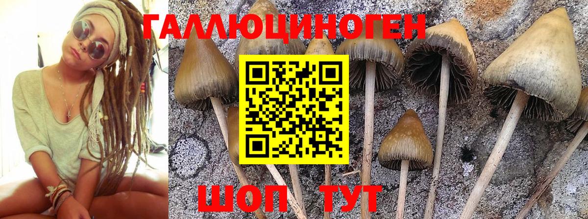 Псилоцибиновые грибы Cubensis Елабуга